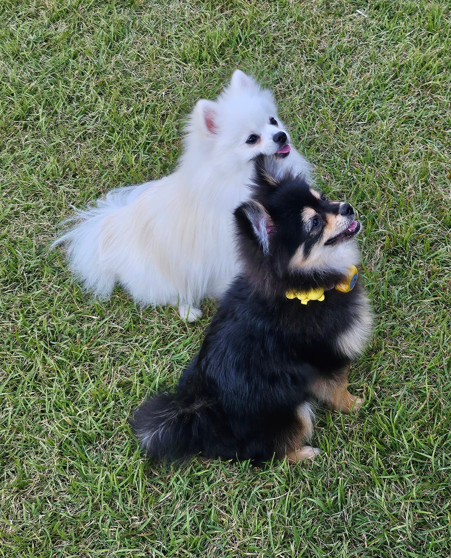 기다려 훈련 중인 하콩&amp;달콩