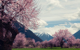 봄화장여성패션벚꽃놀이벚꽃명소