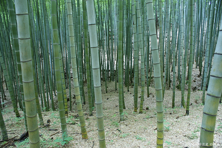 아홉산숲