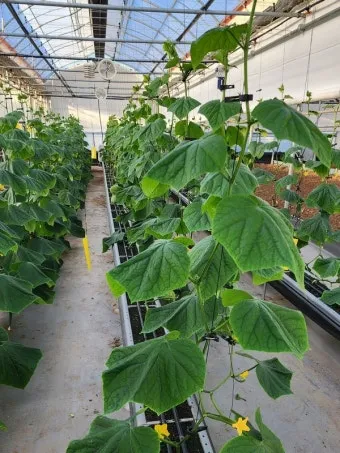 오이 재배 유인 방법 곁순 정리 수분 관리_3