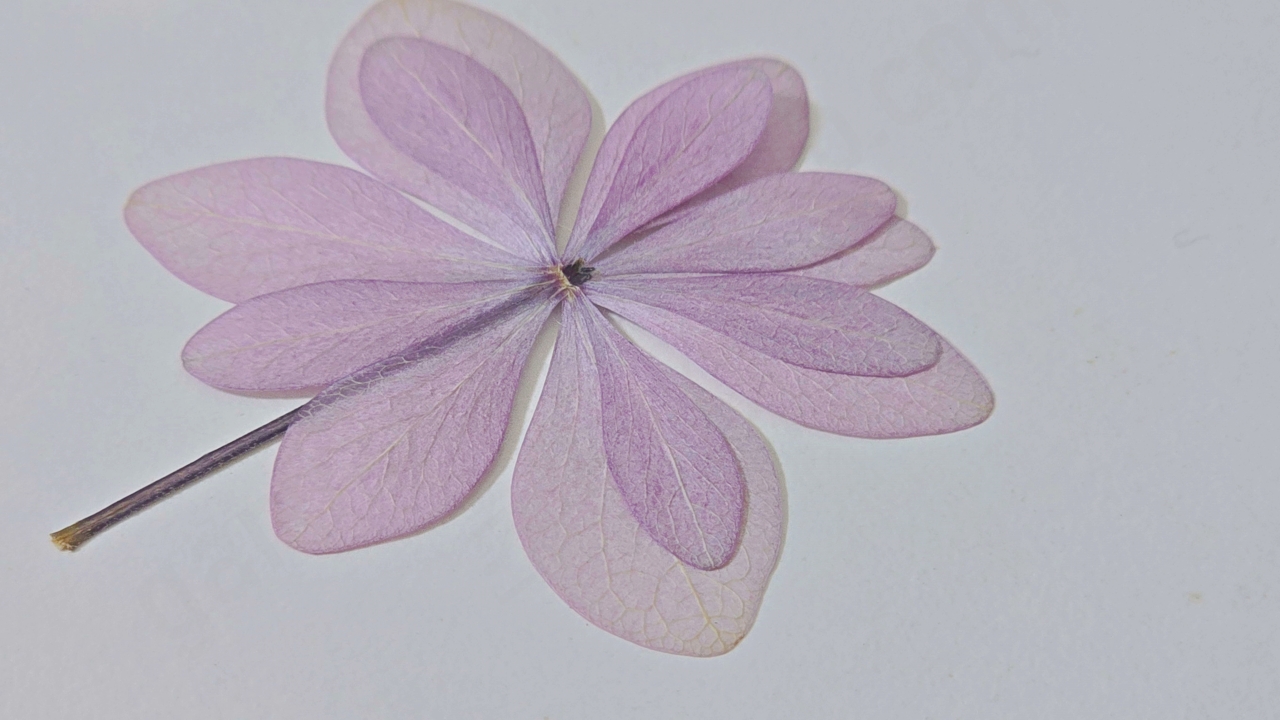 완성된 별수국 압화