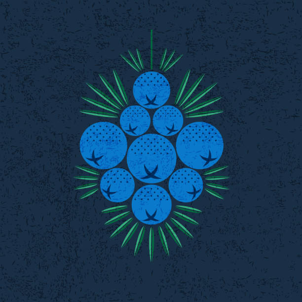 주니퍼베리 효능