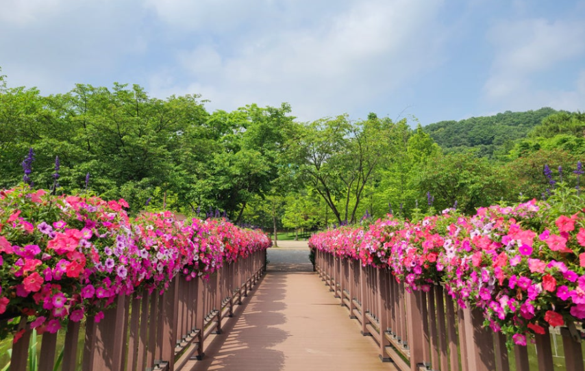 나무,꼴, 나팔꽃, 풍경, 하늘 ,데크