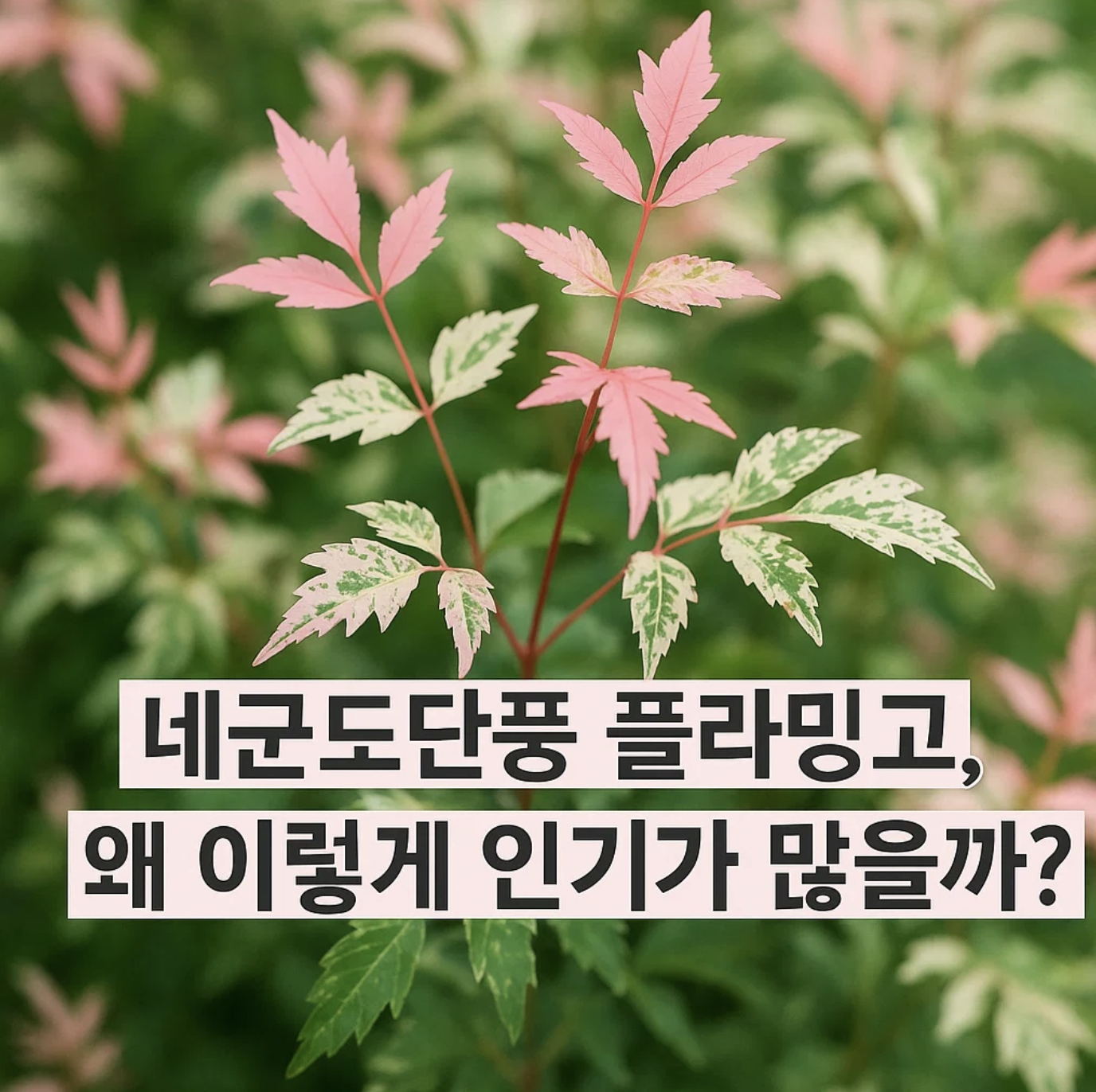 네군도단풍 플라밍고, 왜 이렇게 인기가 많을까?