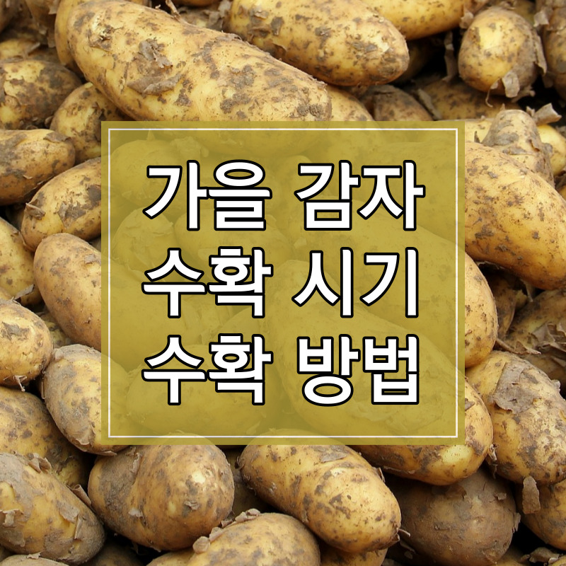가을 감자 수확시기 및 수확방법, 저장방법 알아보기 썸네일