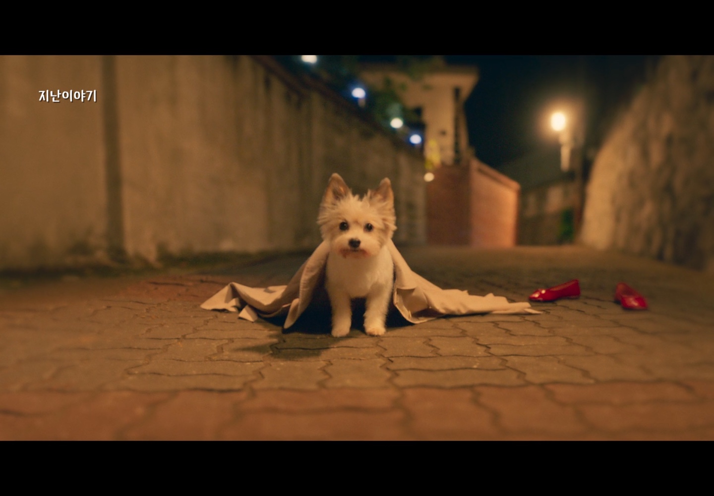 강아지