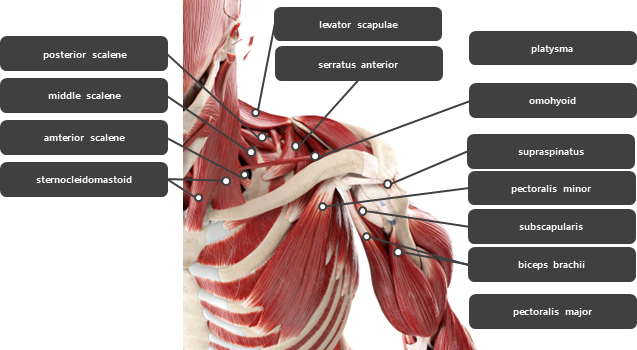 어깨 주변 근육 요약