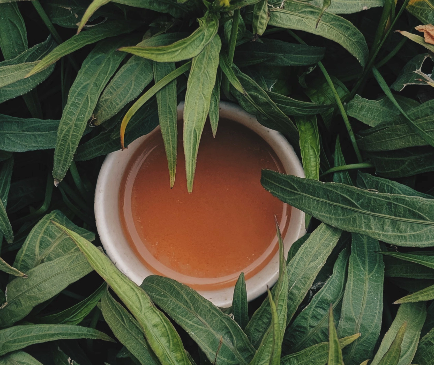 결명자차 카페인