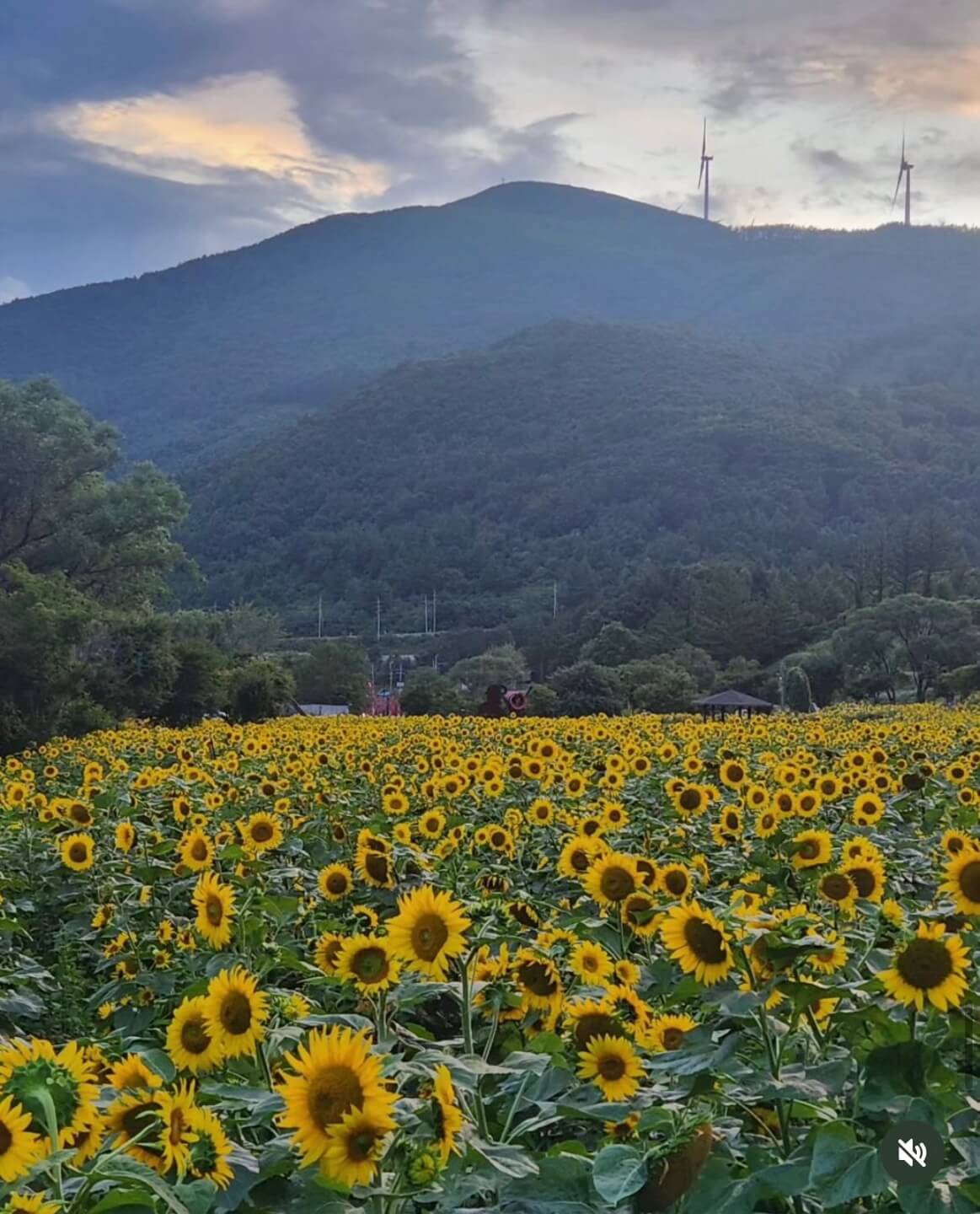 태백 해바라기축제