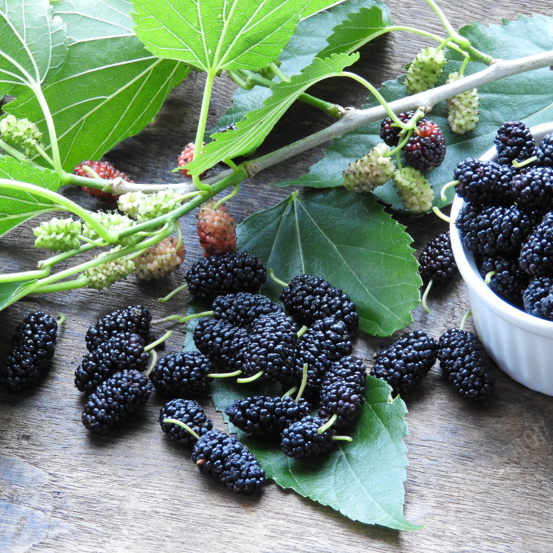 오디 효능 부작용