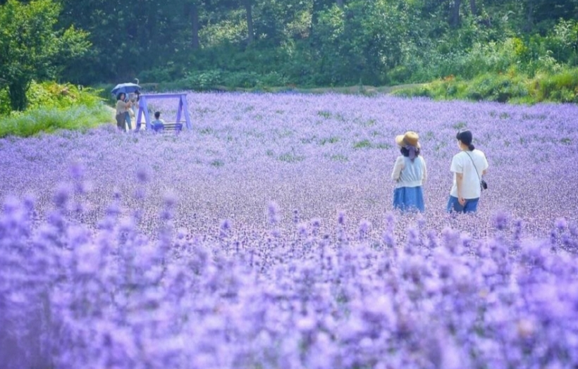 라벤더꽃밭-보라색꽃-산책중인사람들