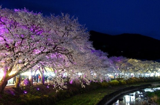 수안보온천 벚꽃 길