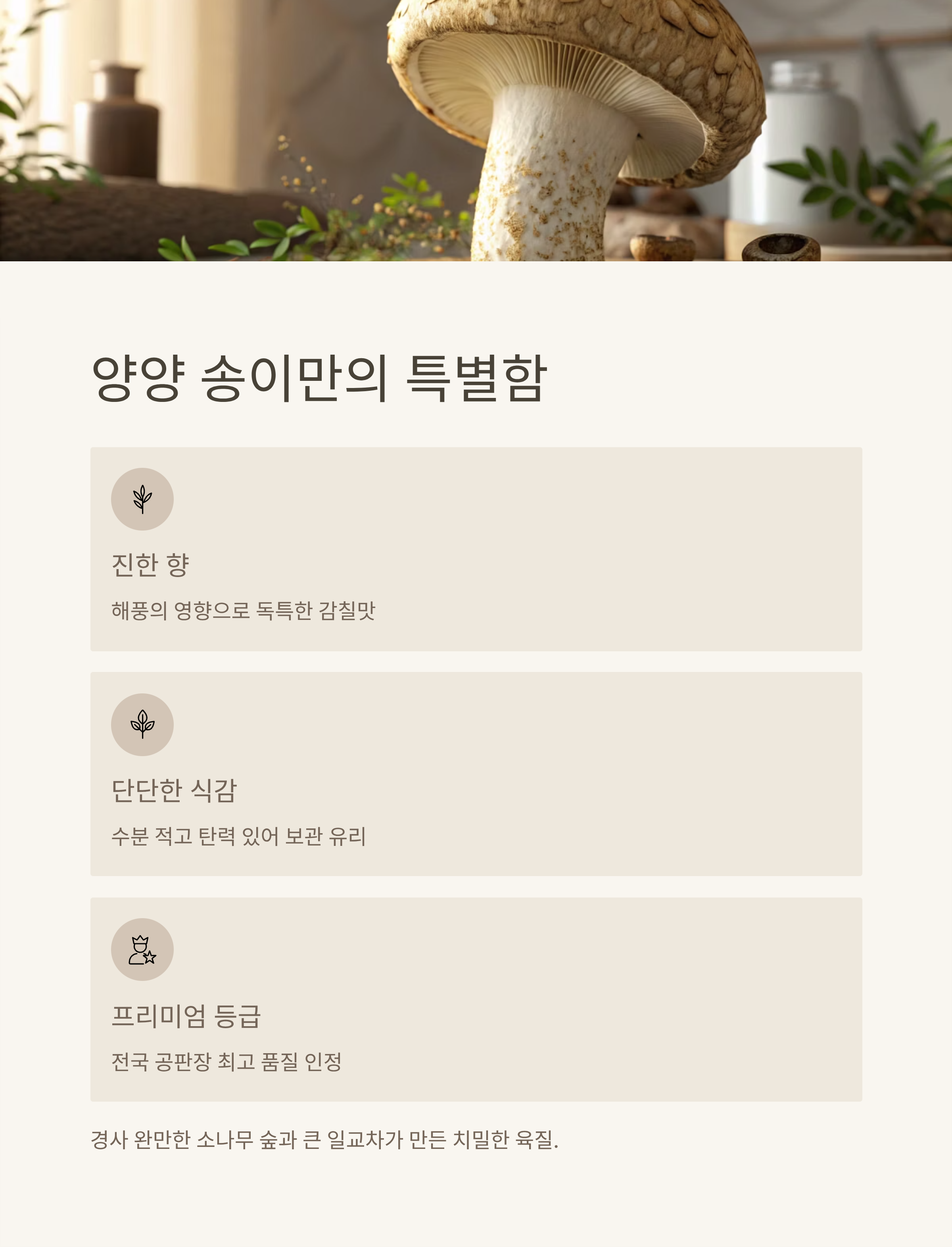 양양 송이버섯 가격 2025 실시간 시세|올해 왜 이렇게 비쌀까? 산지 직송 정보 총정리