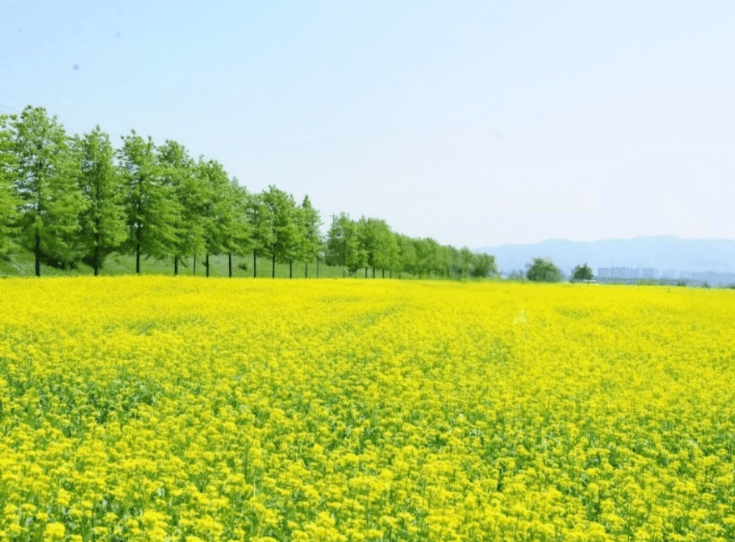구리유채꽃축제