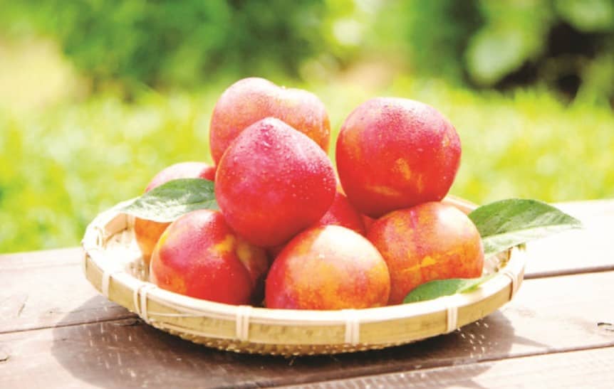 김천 자두 축제