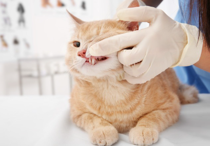 치아를 진찰하는 고양이.