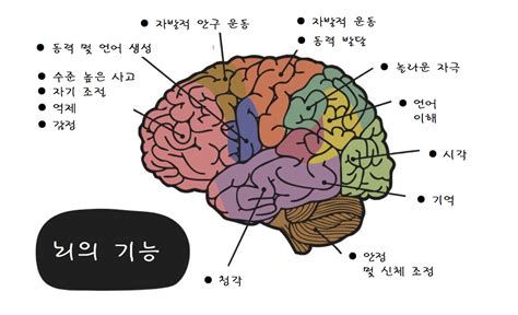 뇌교육