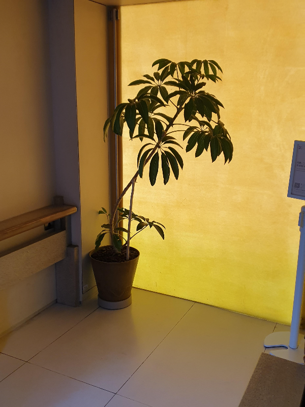 노란 조명이 흘러나오는 벽 앞에 놓인 화분