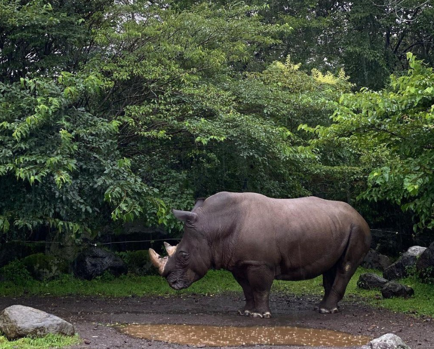 후지사파리파크