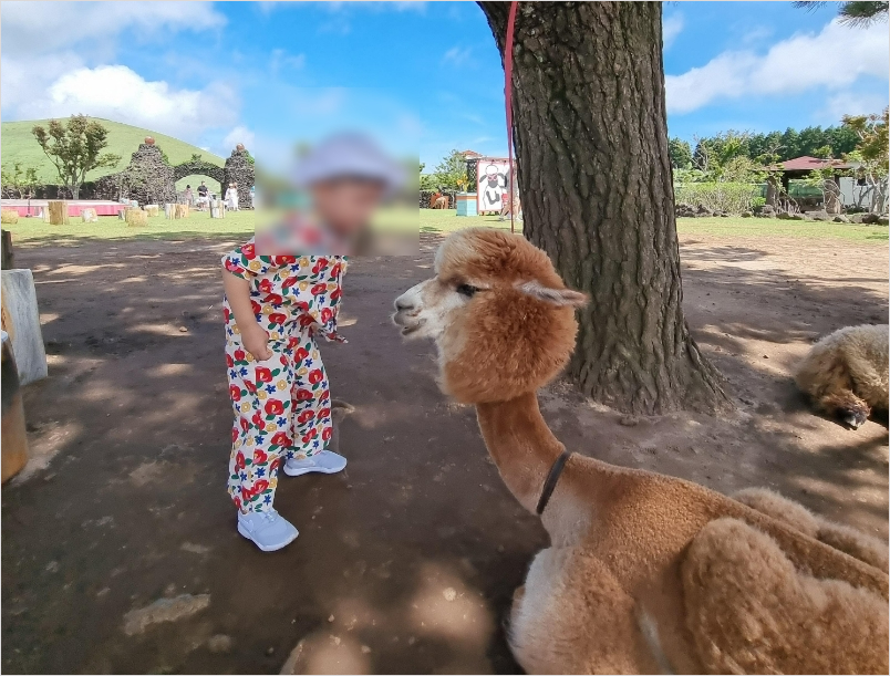 귀여운 외모의 알파카