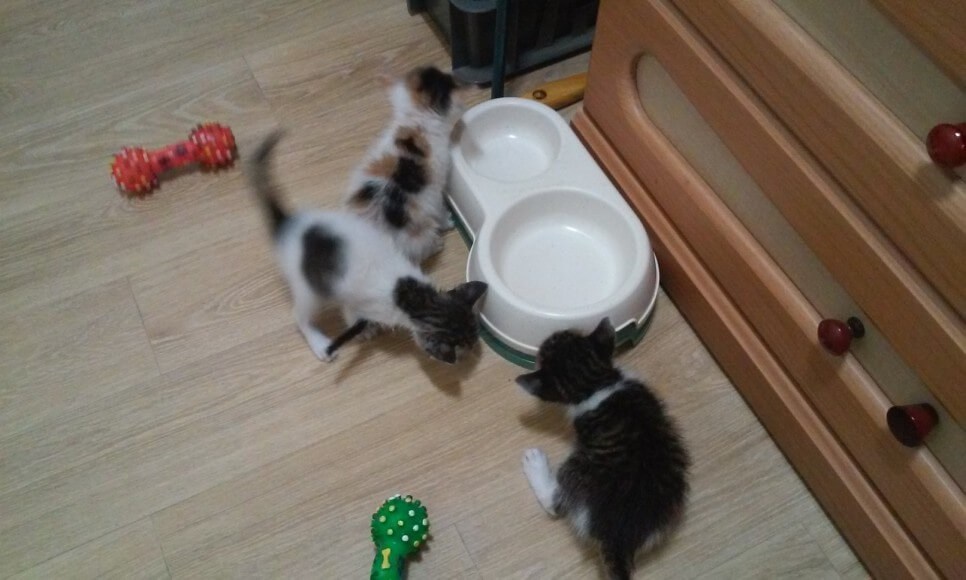 새끼고양이-키우기