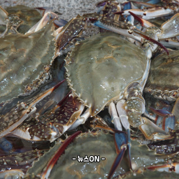 된장꽃게탕 끓이는 방법