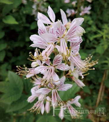 피부병-백선-사진