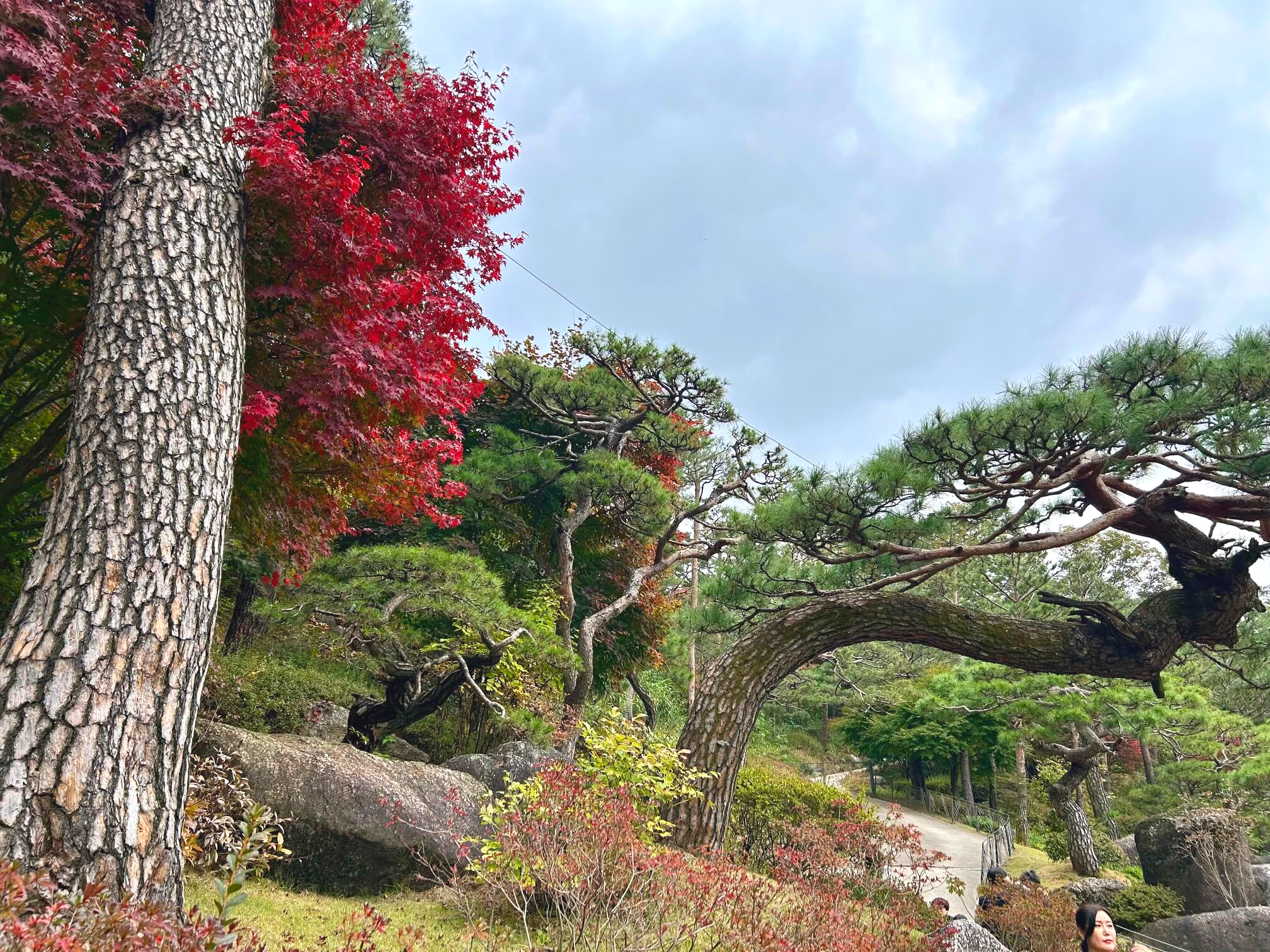 2024년 화담숲 10월 말 가을 단풍 소나무 정원1