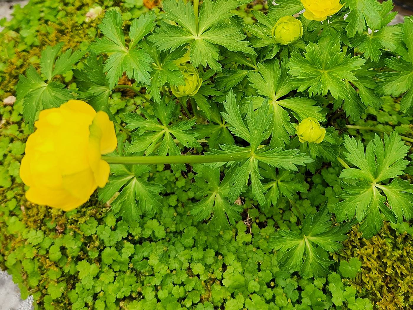 달빛금매화 (유럽금매화)