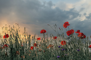 하동 북천 꽃양귀비 축제