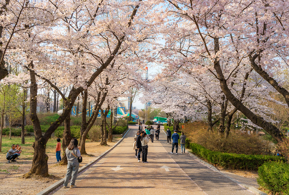 서울어린이대공원 벚꽃1