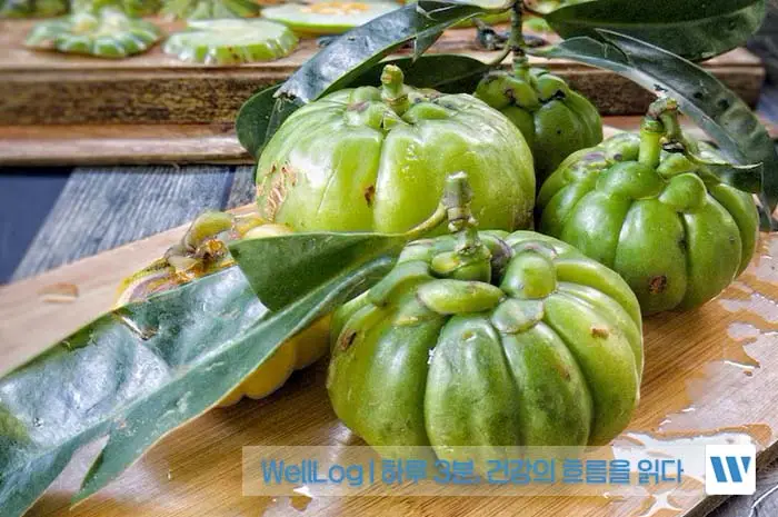 가르시니아 캄보지아 효능, 효과, 복용방법