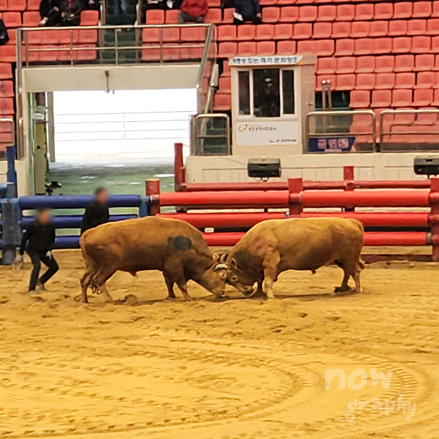 청도-소싸움경기장