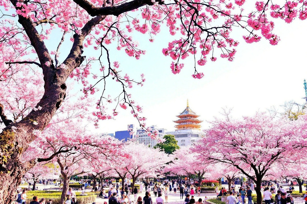 우에노 공원 벚꽃 여행 가이드
