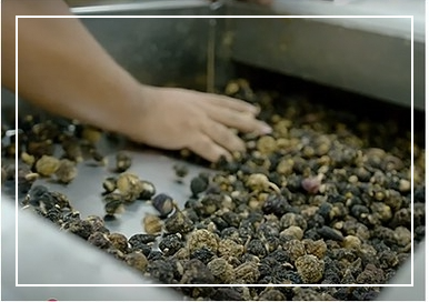 블랙마카 섭취 방법