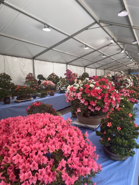 단양 소백산 철쭉제 기본정보