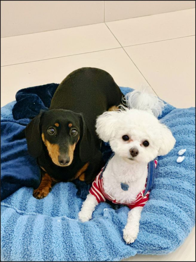 서울 강아지 유치원 비용