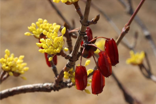 구례 산수유 꽃 축제