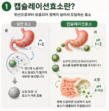 캡슐레이션효소-뜻-내돈내산-변비-효과-성분-복용법