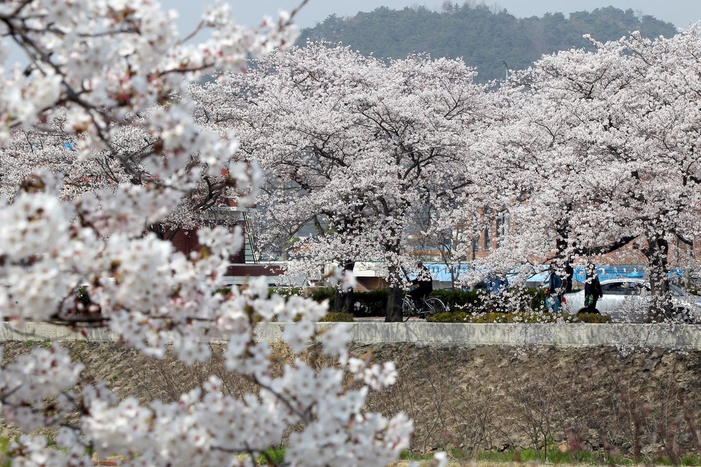 전주 벚꽃 여행 코스 ❘ 한옥마을과 벚꽃길, 맛집까지 완벽 정리!