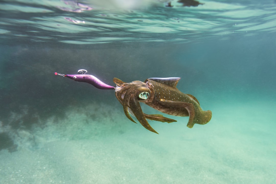 Squid