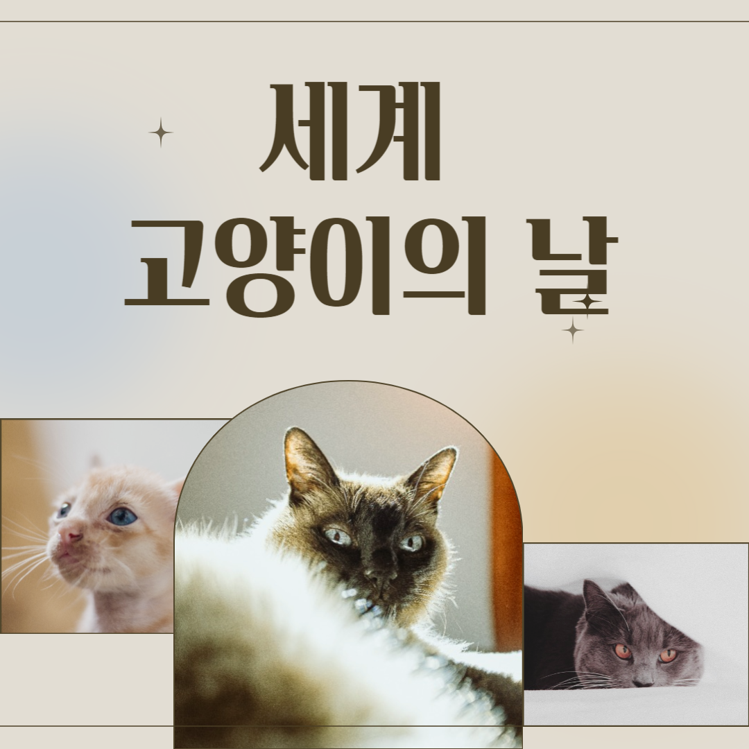 고양이의 날 기념사진 