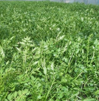 미나리 효능 부작용 고르는법 칼로리