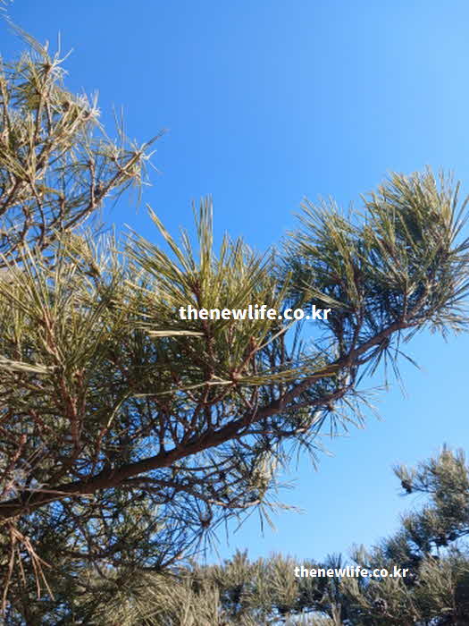 솔잎 효능 제철 먹는방법