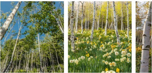 곤지암 화담숲 운영시간 및 입장료 총정리