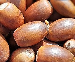 도토리의 탄닌 성분이 알파 글루코시다제 효소의 작용을 방해하여 포도당의 흡수를 방해 및 지연시킵니다. 
