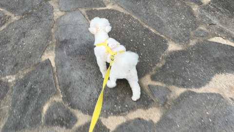 강아지 하네스 추천로 가장 평이 좋았던 프로젝트21 하네스를 착용하고 산책하는 모습