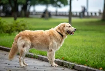 골든 리트리버 분양 가격 성격 장단점_40
