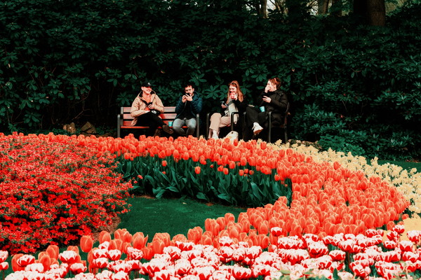 네덜란드 튤립축제