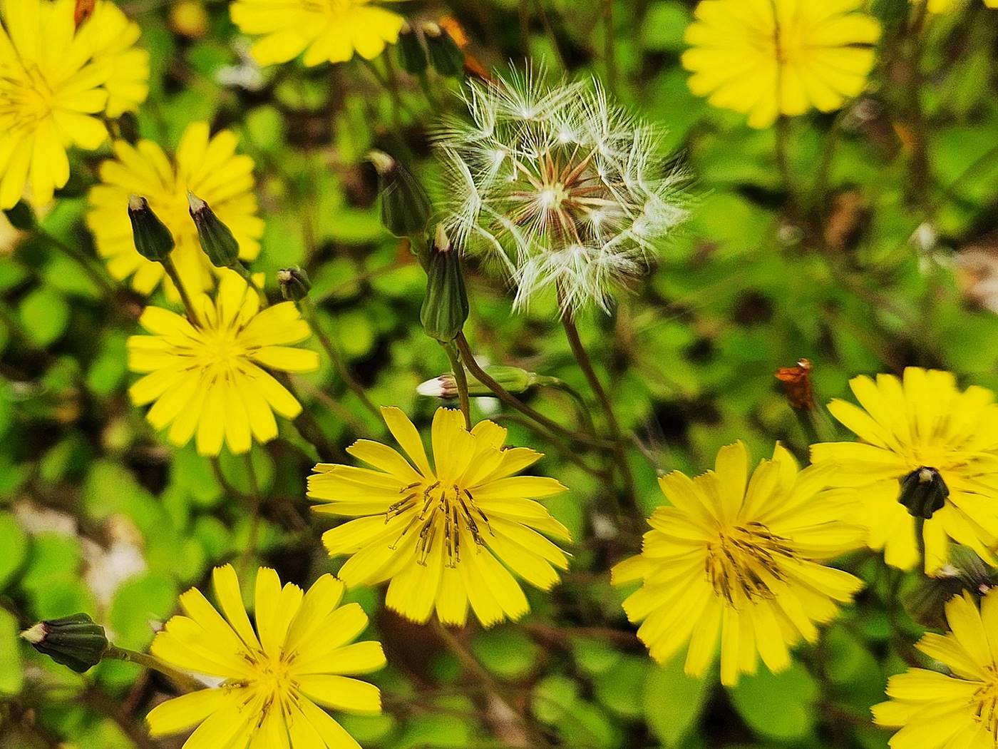 좀씀바귀(둥근잎씀바귀)